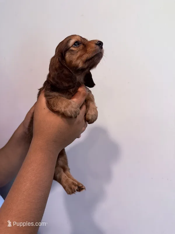 D – Miniature Dachshund puppy for sale in Morrisville, NC