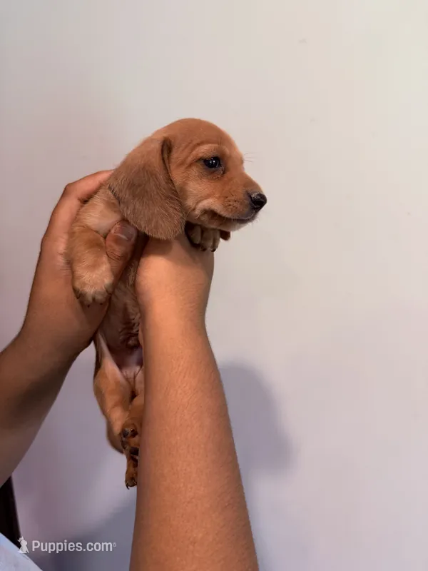 E – Miniature Dachshund puppy for sale in Morrisville, NC