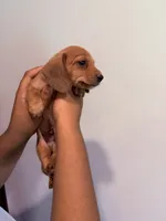 E, a male Miniature Dachshund for sale in Morrisville, NC – 1 of 2
