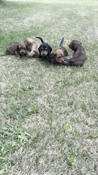 C, a female Miniature Dachshund for sale in Morrisville, NC – 2 of 2