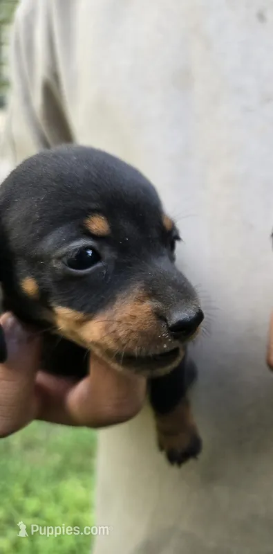 A – Miniature Dachshund puppy for sale in Morrisville, NC