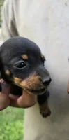 A, a female Miniature Dachshund for sale in Morrisville, NC – 1 of 2