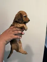 B, a female Miniature Dachshund for sale in Morrisville, NC – 1 of 2