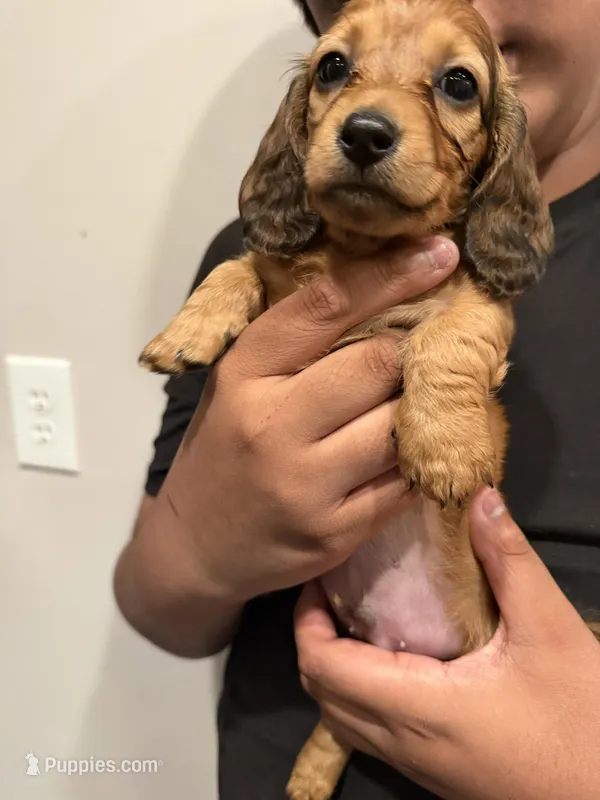 A, a male Miniature Dachshund for sale in Morrisville, NC – Photo 1 of 2
