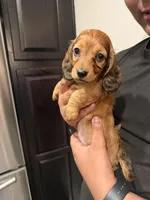 A, a male Miniature Dachshund for sale in Morrisville, NC – Photo 2 of 2