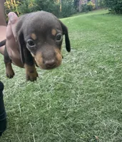 B, a female Miniature Dachshund for sale in Morrisville, NC – 1 of 3