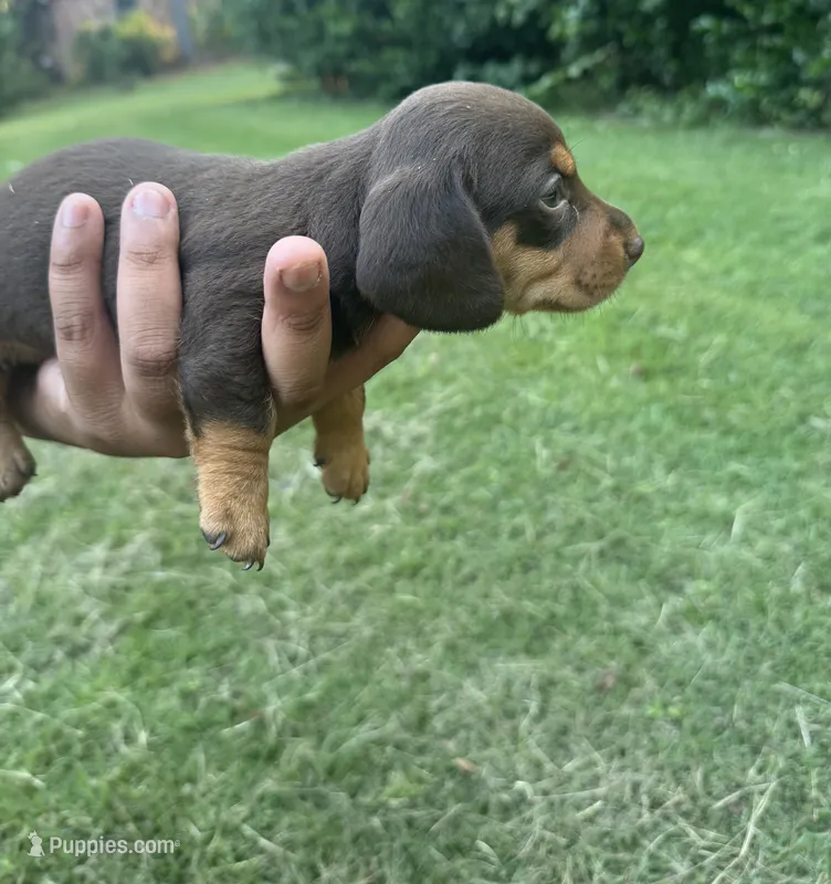 A – Miniature Dachshund puppy for sale in Morrisville, NC