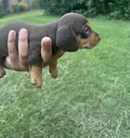 A, a female Miniature Dachshund for sale in Morrisville, NC – 1 of 2