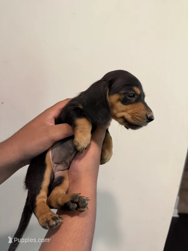 C – Miniature Dachshund puppy for sale in Morrisville, NC