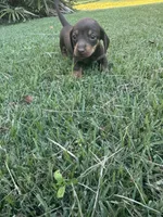 B, a female Miniature Dachshund for sale in Morrisville, NC – 2 of 3