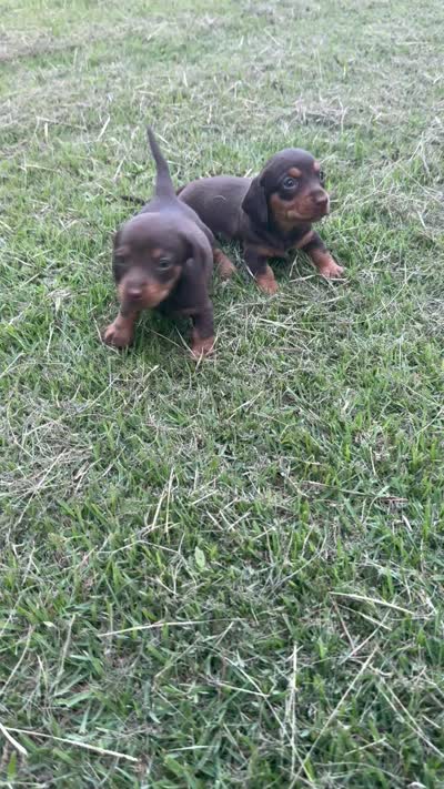 A, a female Miniature Dachshund for sale in Morrisville, NC – 2 of 2