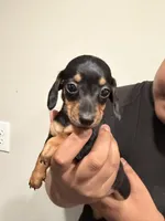 C, a female Miniature Dachshund for sale in Morrisville, NC – Photo 1 of 2