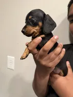 C, a female Miniature Dachshund for sale in Morrisville, NC – Photo 2 of 2