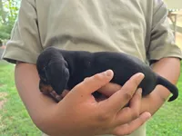 A, a female Miniature Dachshund for sale in Morrisville, NC – 2 of 2
