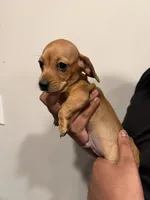 B, a male Miniature Dachshund for sale in Morrisville, NC – Photo 1 of 3