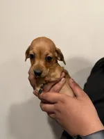 B, a male Miniature Dachshund for sale in Morrisville, NC – Photo 3 of 3