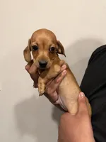 B, a male Miniature Dachshund for sale in Morrisville, NC – Photo 2 of 3