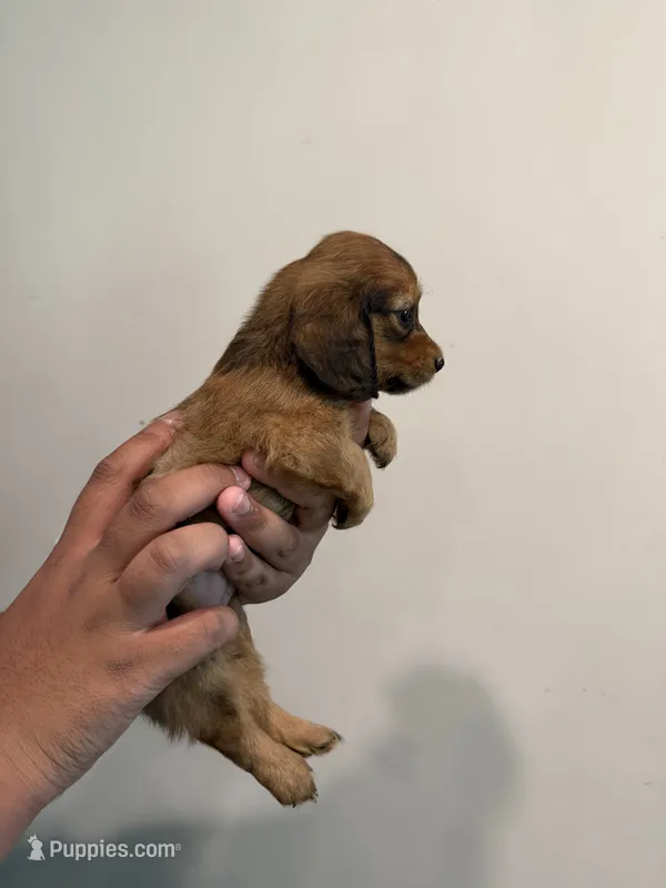 A – Miniature Dachshund puppy for sale in Morrisville, NC
