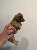 A, a female Miniature Dachshund for sale in Morrisville, NC – 1 of 2