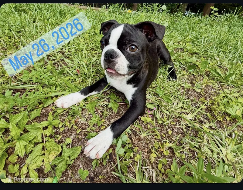 The Favorite  – Boston Terrier puppy for sale in West Palm Beach, FL
