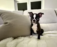 Sweet Girl, a female Boston Terrier for sale in West Palm Beach, FL – Photo 1 of 3