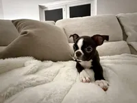 Sweet Girl, a female Boston Terrier for sale in West Palm Beach, FL – Photo 3 of 3