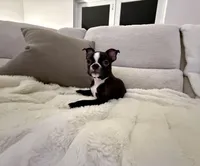 Sweet Girl, a female Boston Terrier for sale in West Palm Beach, FL – Photo 2 of 3