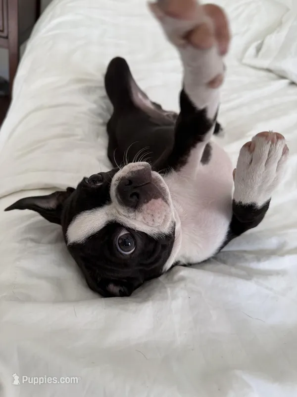 The Favorite  – Boston Terrier puppy for sale in West Palm Beach, FL