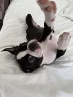 The Favorite , a male Boston Terrier for sale in West Palm Beach, FL – 1 of 5