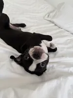 The Favorite , a male Boston Terrier for sale in West Palm Beach, FL – 3 of 5