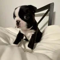 The Favorite , a male Boston Terrier for sale in West Palm Beach, FL – Photo 1 of 3