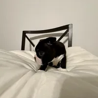 The Favorite , a male Boston Terrier for sale in West Palm Beach, FL – Photo 2 of 3