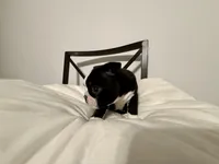 processed/2355b147-a02f-4396-9802-50bc4aa03a64/listing/f8fcd97c-85e8-4d88-8e79-ecd4261e2796/5646fb9e-b117-4f1f-82b2-58ce2f0e34a2