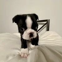 The Favorite , a male Boston Terrier for sale in West Palm Beach, FL – Photo 3 of 3