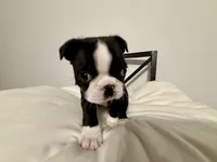 processed/2355b147-a02f-4396-9802-50bc4aa03a64/listing/f8fcd97c-85e8-4d88-8e79-ecd4261e2796/8303a92a-d78d-4a9a-a704-768ac62df72b