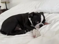 The Favorite , a male Boston Terrier for sale in West Palm Beach, FL – 2 of 5