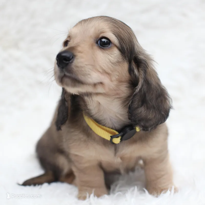 Hunny – Miniature Dachshund puppy for sale in Torrance, CA