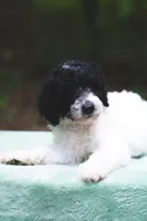 Radish, a female Bernedoodle for sale in Lakeview, AL – 2 of 9