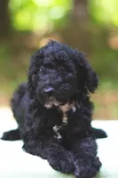 Tomato, a male Bernedoodle for sale in Lakeview, AL – 5 of 9