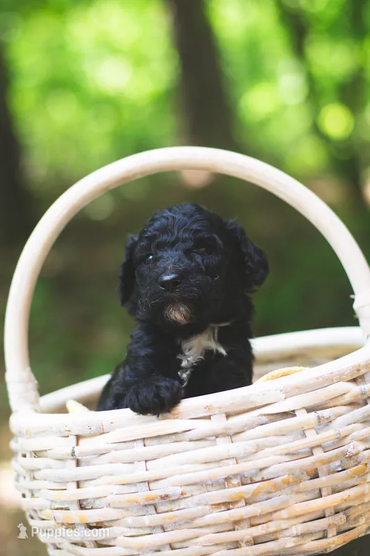 Tomato – Bernedoodle puppy for sale in Lakeview, AL