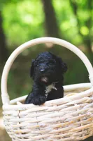 Tomato, a male Bernedoodle for sale in Lakeview, AL – 1 of 1