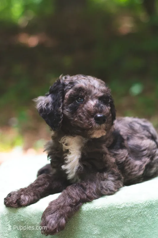 Cheddar – Bernedoodle puppy for sale in Lakeview, AL
