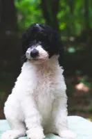 Radish, a female Bernedoodle for sale in Lakeview, AL – 7 of 9
