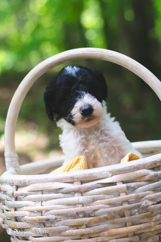 Radish – Bernedoodle puppy for sale in Lakeview, AL