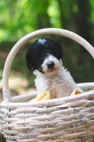 Radish, a female Bernedoodle for sale in Lakeview, AL – 1 of 2