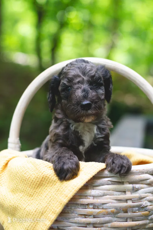 Cheddar – Bernedoodle puppy for sale in Lakeview, AL