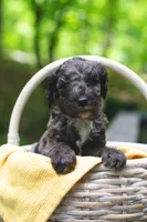 Cheddar, a male Bernedoodle for sale in Lakeview, AL – 1 of 1