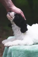 Radish, a female Bernedoodle for sale in Lakeview, AL – 8 of 9