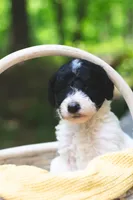 Radish, a female Bernedoodle for sale in Lakeview, AL – 2 of 2
