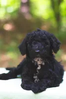 Tomato, a male Bernedoodle for sale in Lakeview, AL – 6 of 9